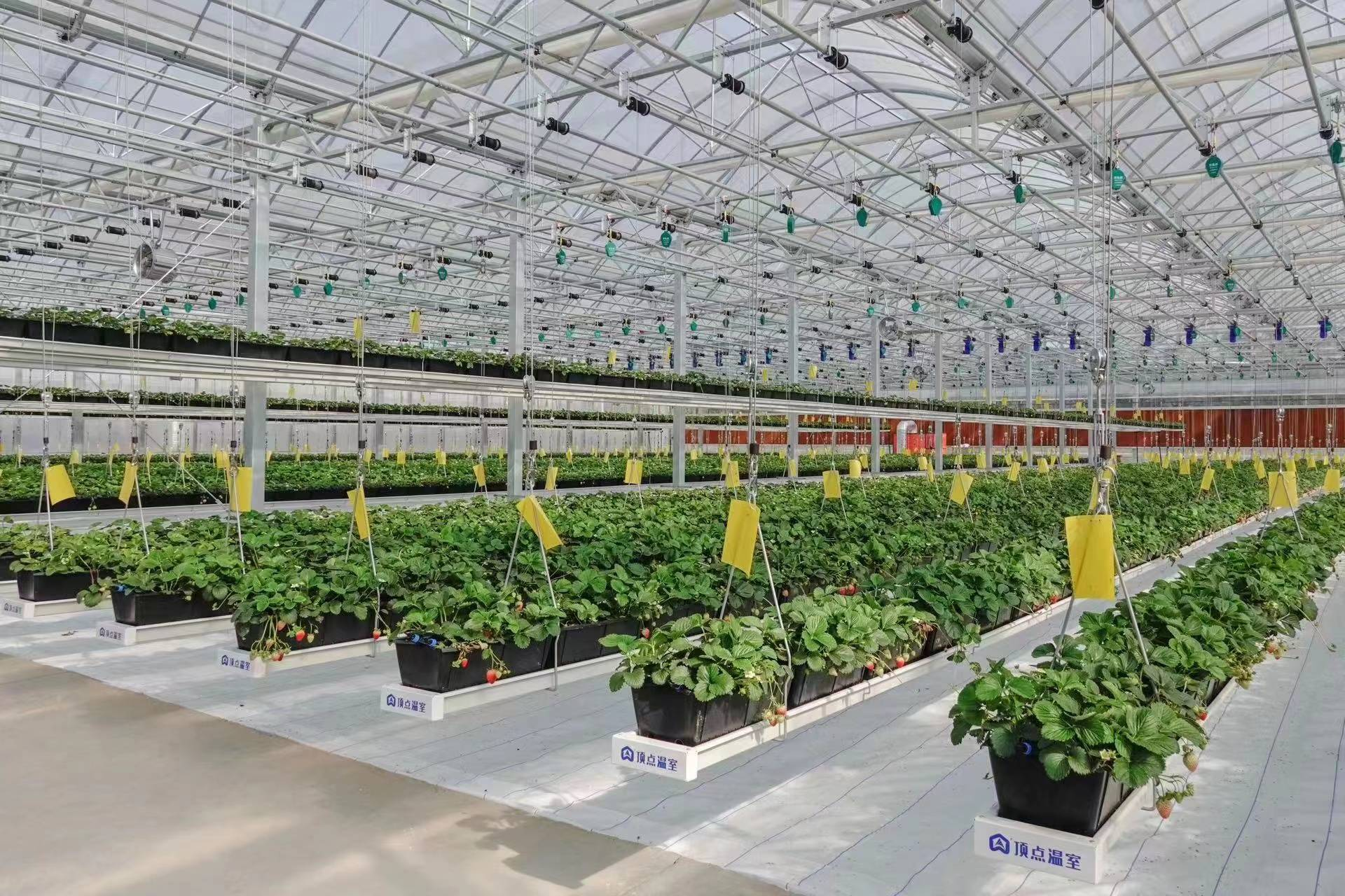 Varmt gratulera vårt företags bud Jiande Strawberry Glass Greenhouse Project