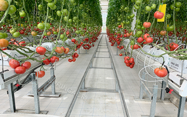 Vårt tomatväxthus sätter upp våta gardiner