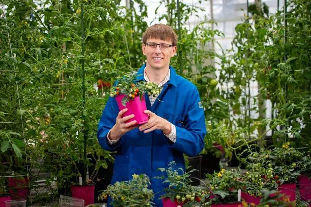 De första rymdodlade tomaterna förväntas skördas i början av 2025