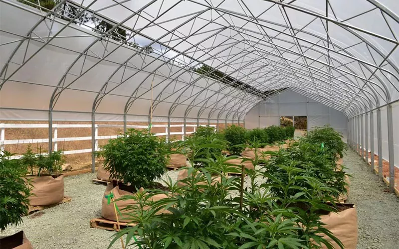 Medicinsk cannabisfilm växthus: en spelväxlare i branschen