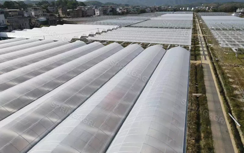 Ekonomiskt Multispan PE Plastic Agriculture Greenhouse