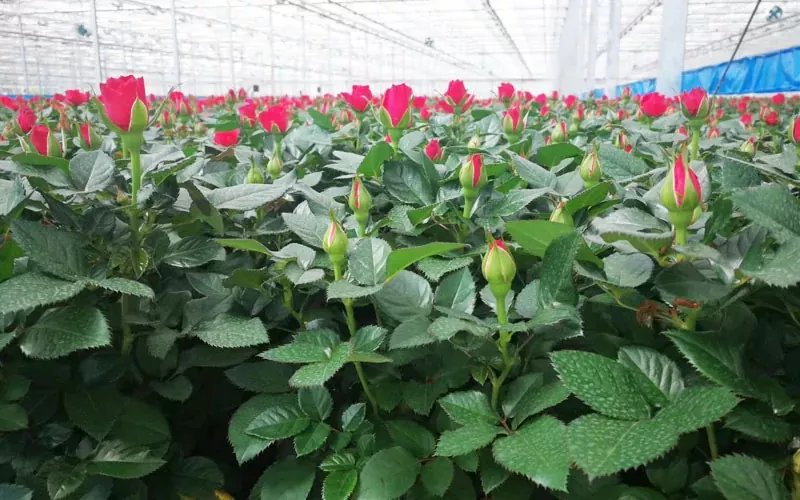 Rose Och Tulpan Växthus