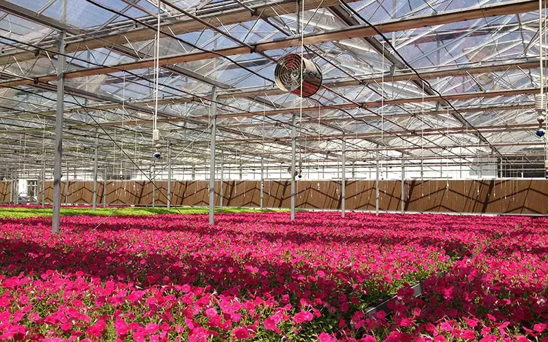 Härdat Och Flytande Glas Blomma Växthus