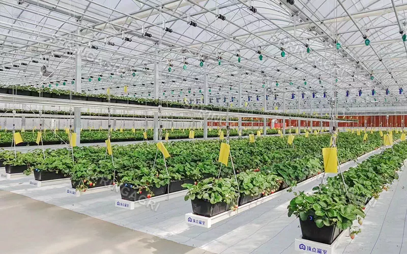 Jordbruk Multi-Span Plast Strawberry Greenhouse