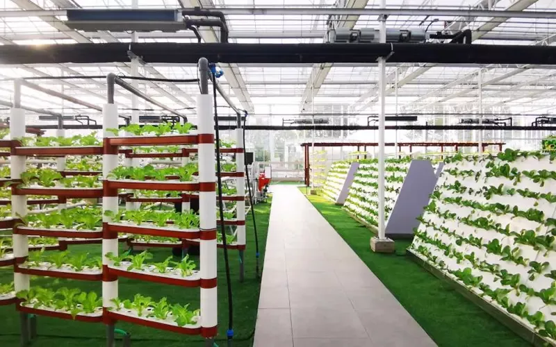 Widespan Hydroponic Leaf Vegetabiliskt Glas Växthus